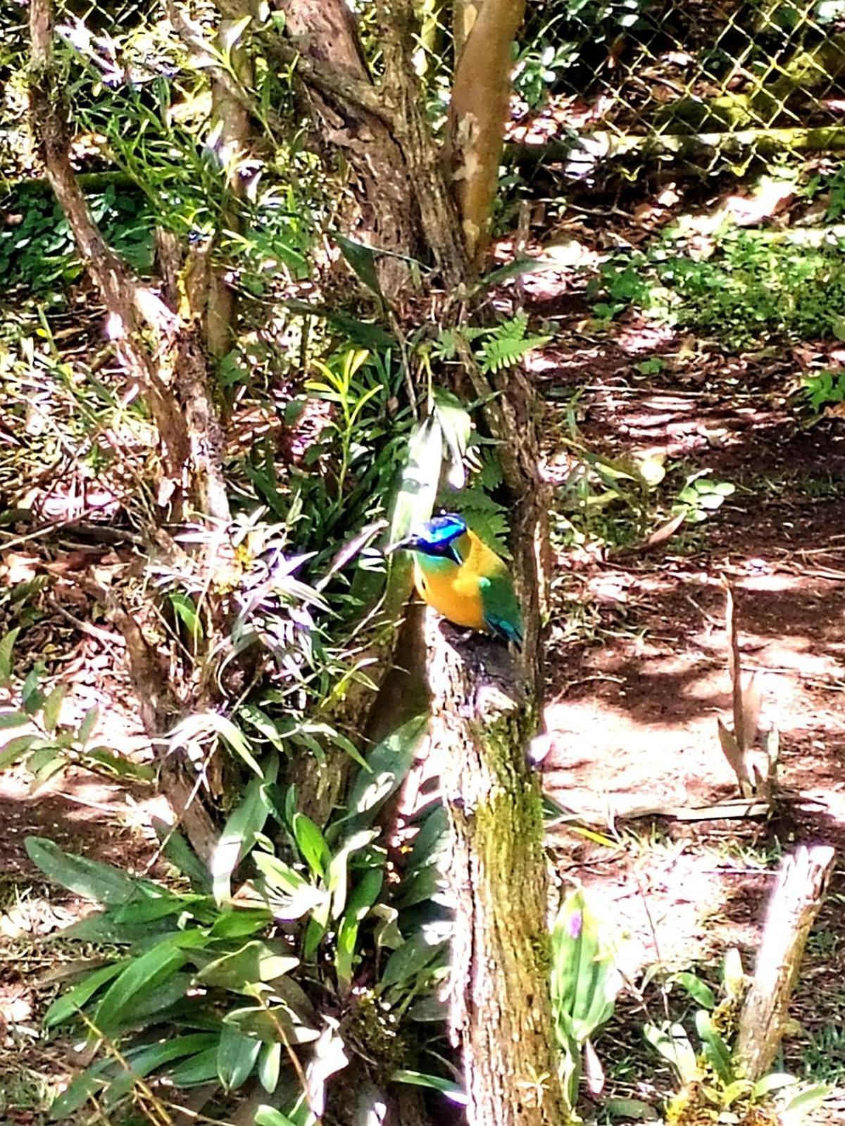 Casa De Montana Tica Linda Villa Monteverde Eksteriør billede